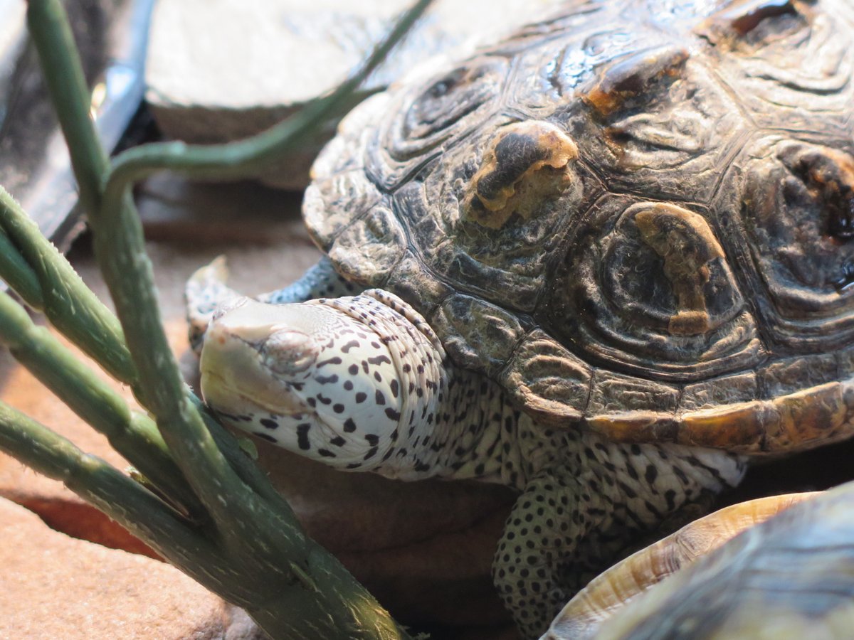 FrippIslandRsrt's tweet image. We have so many reptile friends at the Activity Center! Meet the Animals is offered everyday at noon; come and hang out with us and these friendly creatures! 🐢 

#frippisland #meettheanimals #frippinit