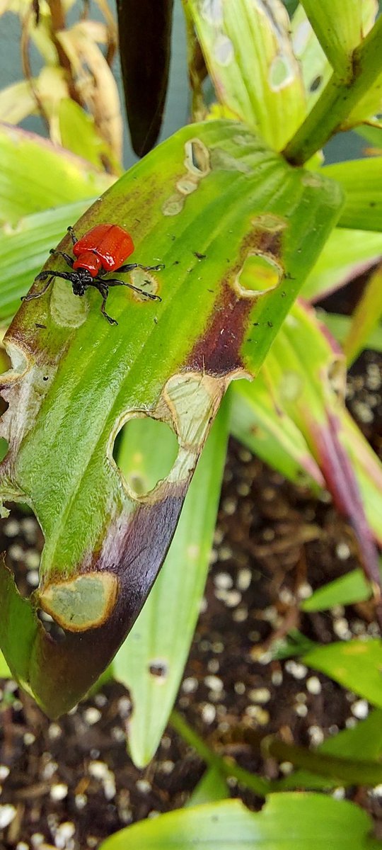 Andy_666's tweet photo. @UlsterWildlife I've found so many of these in my garden in Belfast eating lilies, they seem to be Black-headed Cardinal Beetles but apparently they aren't found in NI? https://t.co/xpN7zQqzsO