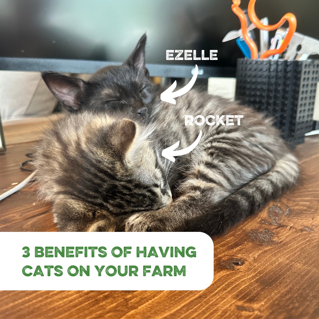 SouthlandOrg's tweet photo. Did you know keeping a cat around on your farm can be beneficial to you? Here are three reasons why having farm cats like ours can be incredibly beneficial
#FarmLife #FarmCats #PestControlPros #RodentRepellent #FurryHelpers #homesteadtips #southlandorganics #barncats #kittens https://t.co/PLN86DyTbB