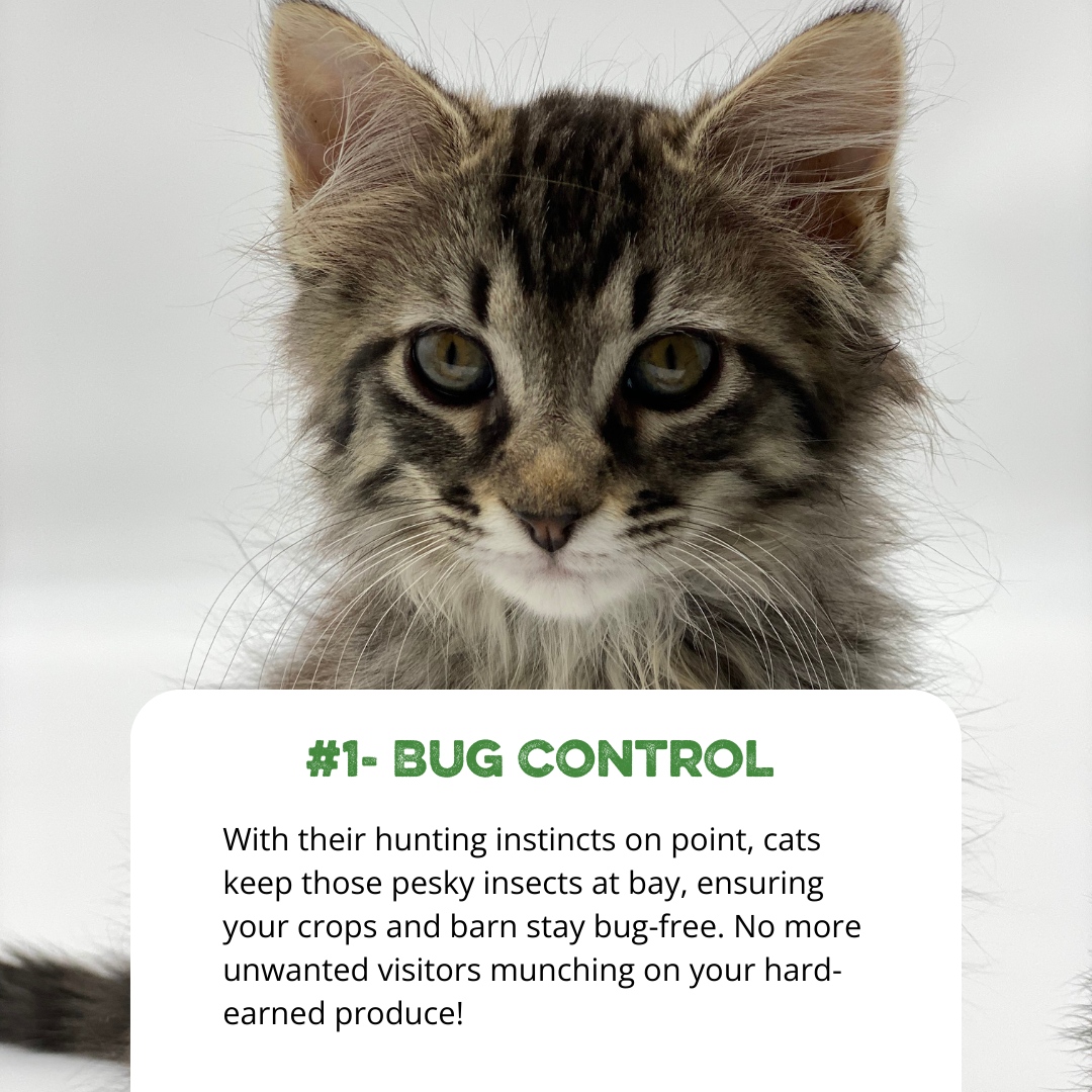 SouthlandOrg's tweet photo. Did you know keeping a cat around on your farm can be beneficial to you? Here are three reasons why having farm cats like ours can be incredibly beneficial
#FarmLife #FarmCats #PestControlPros #RodentRepellent #FurryHelpers #homesteadtips #southlandorganics #barncats #kittens https://t.co/PLN86DyTbB