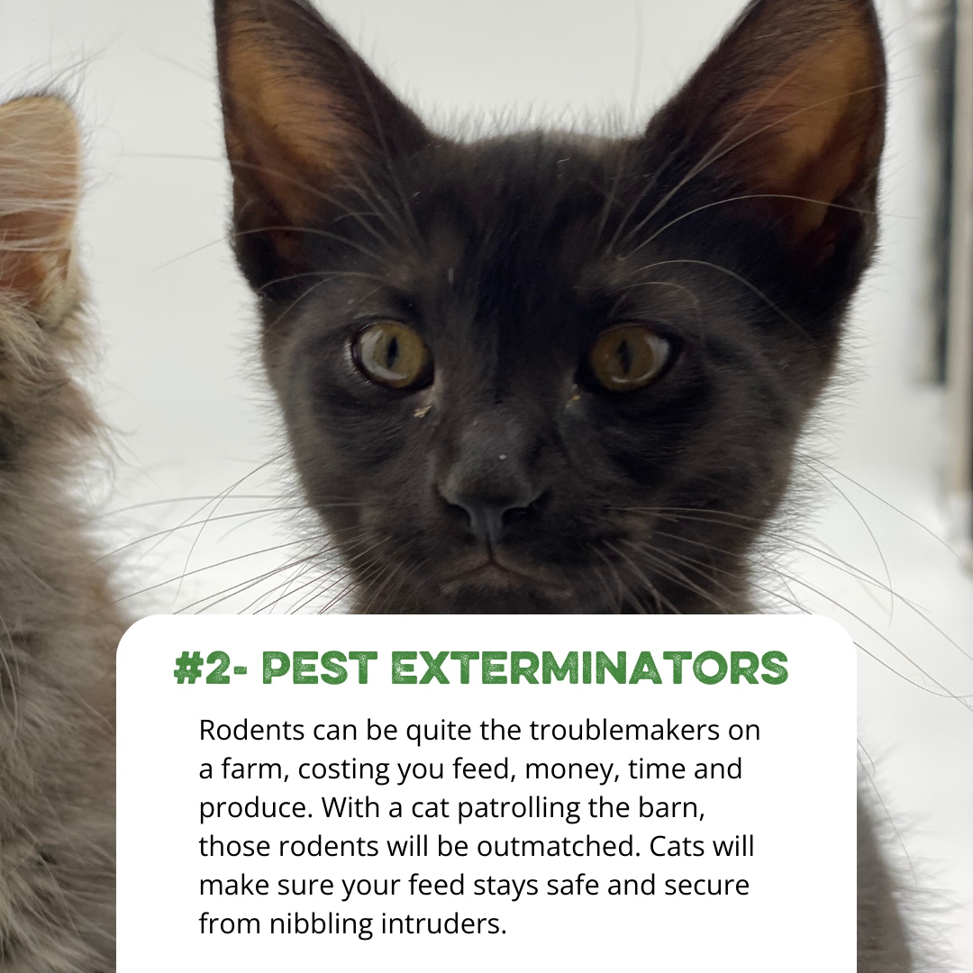 SouthlandOrg's tweet photo. Did you know keeping a cat around on your farm can be beneficial to you? Here are three reasons why having farm cats like ours can be incredibly beneficial
#FarmLife #FarmCats #PestControlPros #RodentRepellent #FurryHelpers #homesteadtips #southlandorganics #barncats #kittens https://t.co/PLN86DyTbB