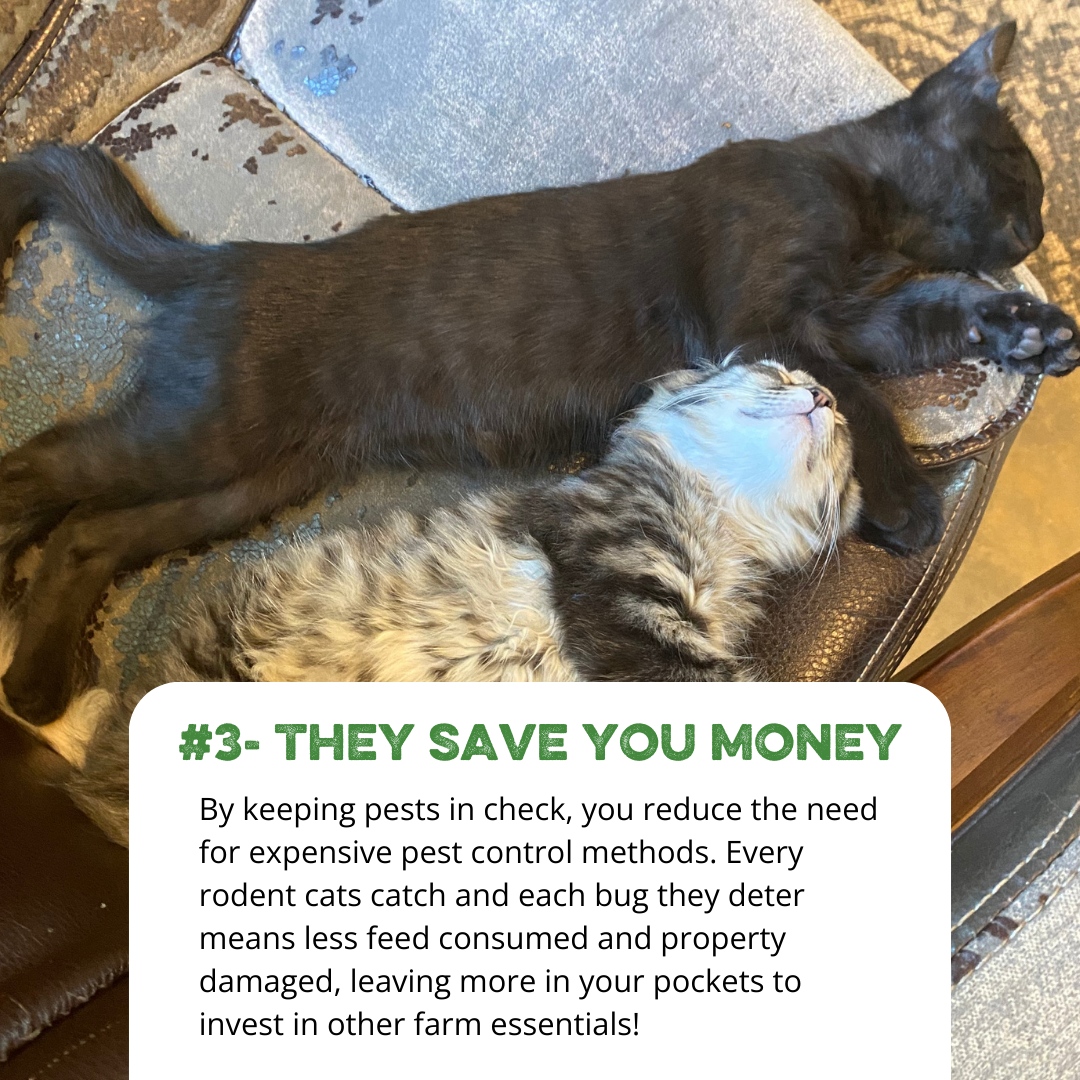 SouthlandOrg's tweet photo. Did you know keeping a cat around on your farm can be beneficial to you? Here are three reasons why having farm cats like ours can be incredibly beneficial
#FarmLife #FarmCats #PestControlPros #RodentRepellent #FurryHelpers #homesteadtips #southlandorganics #barncats #kittens https://t.co/PLN86DyTbB