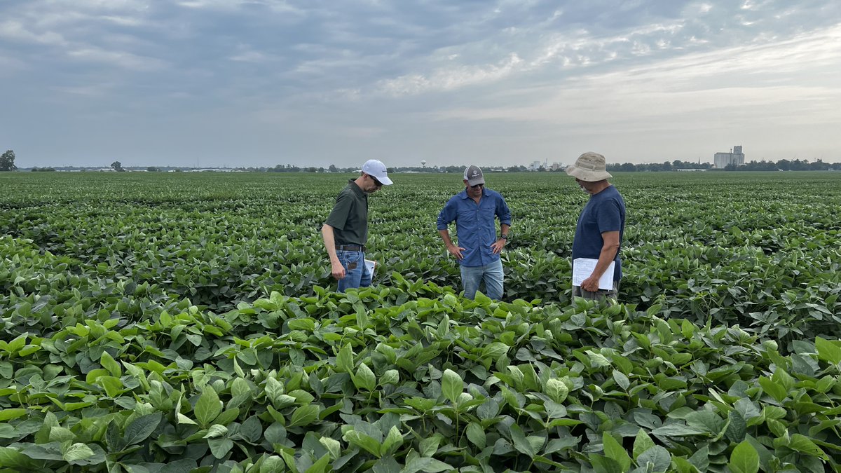 Our new varieties of #ultrahighprotein and #mildflavor #soybeans look strong and healthy this season. They must be as excited as we are for their future in #delicious, #nutritious, and #sustainable foods made with minimally processed soy protein ingredients. 🌱🍔🍰🍨🥛