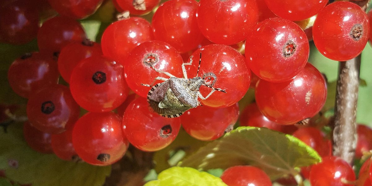 JuckerFarm's tweet photo. Die meisten kennen diesen Schädling als #Stinkkäfer. Sein richtiger Name ist jedoch "Marmorierte Baumwanze". Die Wanze ist ein asiatischer Import und überhaupt nicht wählerisch beim Fressen. Das macht sie so problematisch. Mehr Info auf #FarmTicker:

https://t.co/3v6wXY1Ngh https://t.co/q0RbF4wuzo