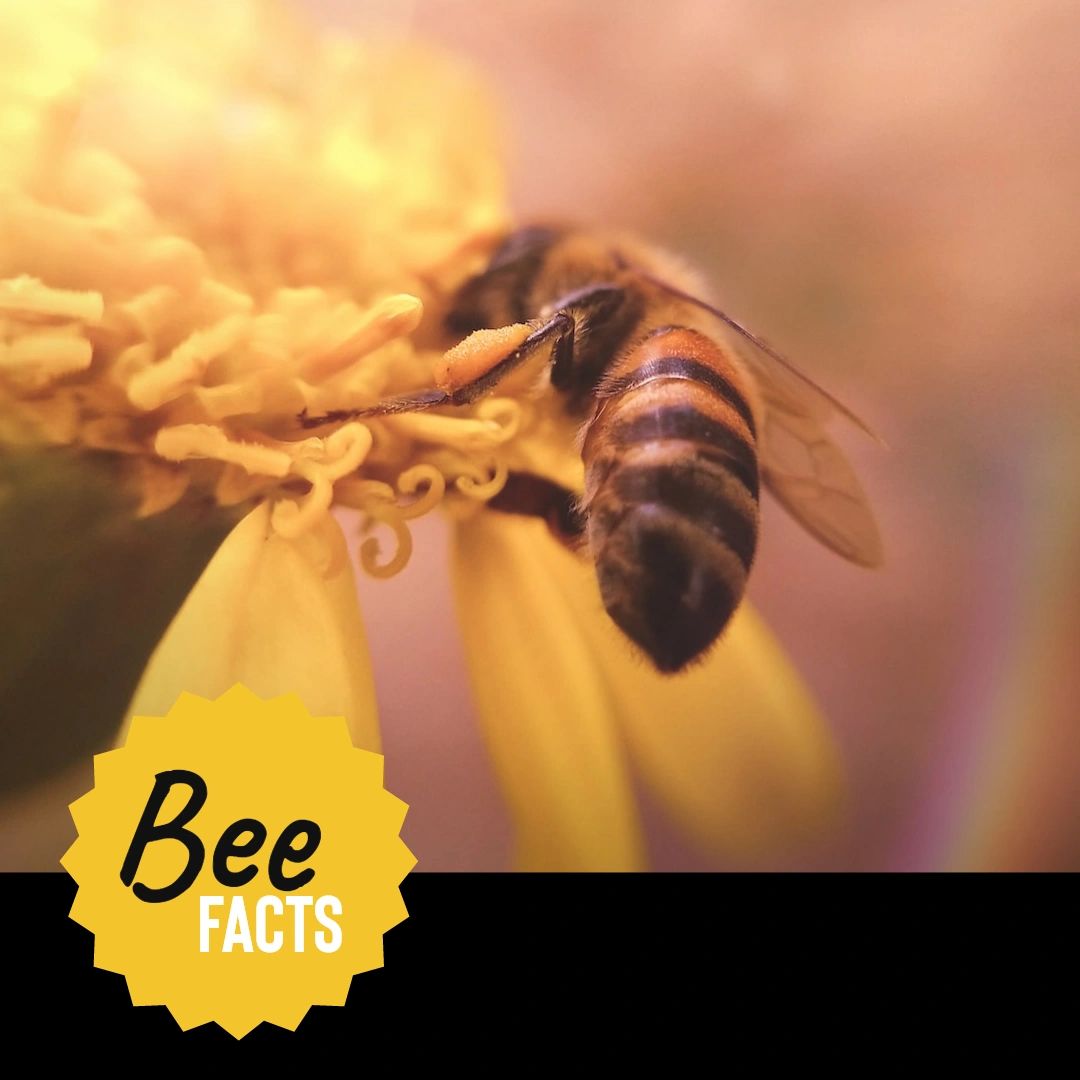 NelsonBeeRemove's tweet photo. Honey bees are environmentally friendly and vital pollinators. Follow along for more fun facts! Learn more about my services: https://t.co/OXlUar16oL.

#BeeFacts #AnimalFacts #SaveTheBees https://t.co/xUKAVtupli