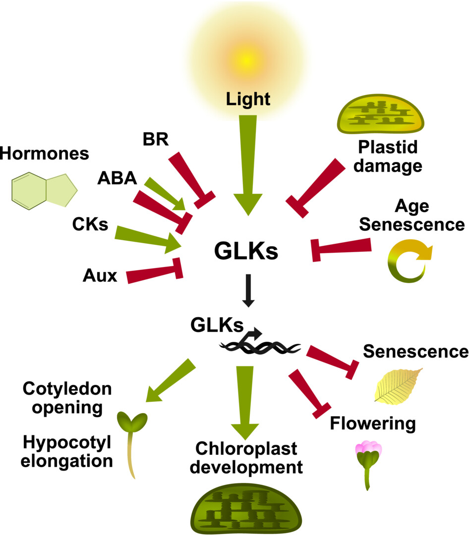GOLDEN2-LIKE (GLK) transcription factors are a hub for development. Signalling components from light, plastid retrograde signals, hormones and dark- or age-triggered senescence converge to antagonistically regulate GLKs' transcription and protein levels. In response, GLKs activate transcription of photosynthesis associated nuclear genes promoting chloroplast development and regulate transcription or interact with other transcription factors to promote seedling growth in light and prevent flowering and senescence.