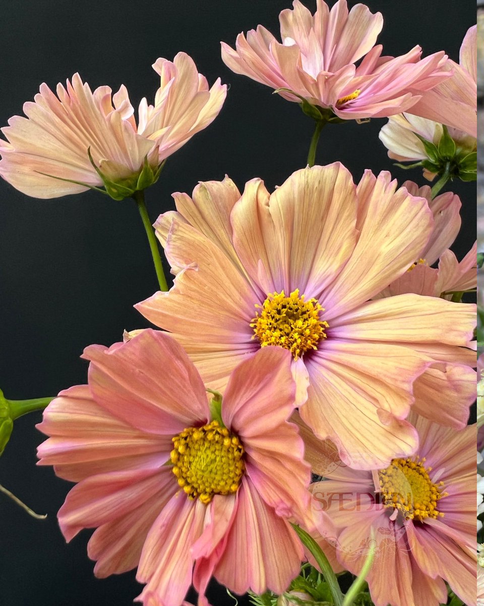 Seadian_Patch's tweet photo. Cosmos Apricotta, seeds from @ShopSaedian flowers from the patch. 🌱🌿💚

#CosmosChallenge23 #FromSeedToBloom https://t.co/Vx2lrzvzvj