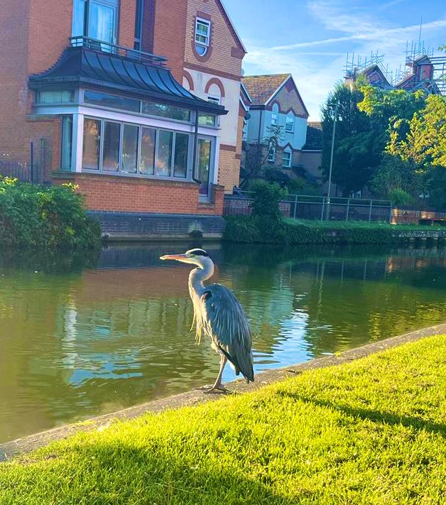 ‘The Osney Heron’ — a thread: