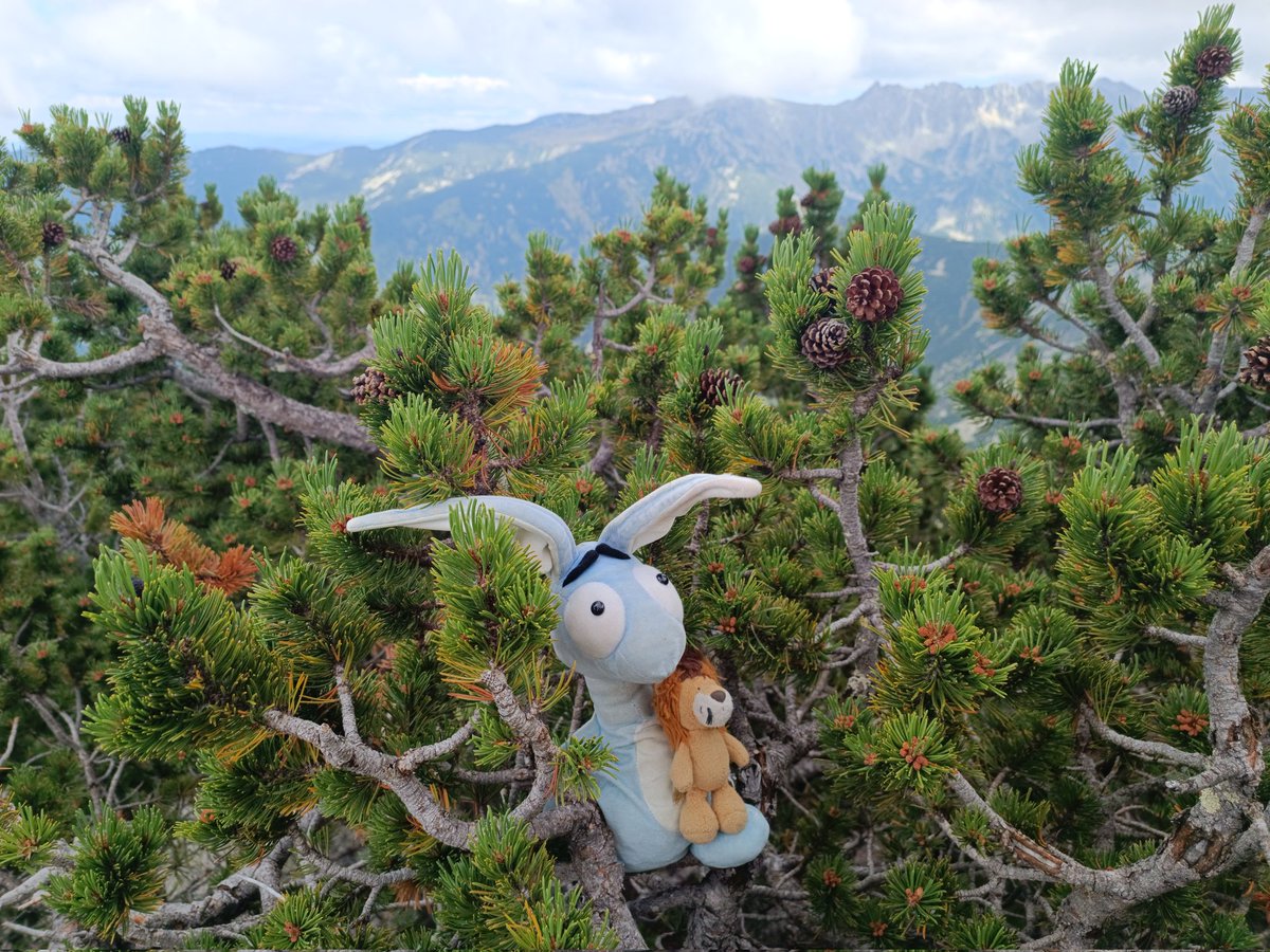 haseinblau's tweet photo. Wir waren heute ganz weit oben in den Bergen. Über 2500 Meter wurde mir gesagt. Ganz schön kalt, aber auch schön viel zu sehen. 😍 https://t.co/nj7bt5pcCB