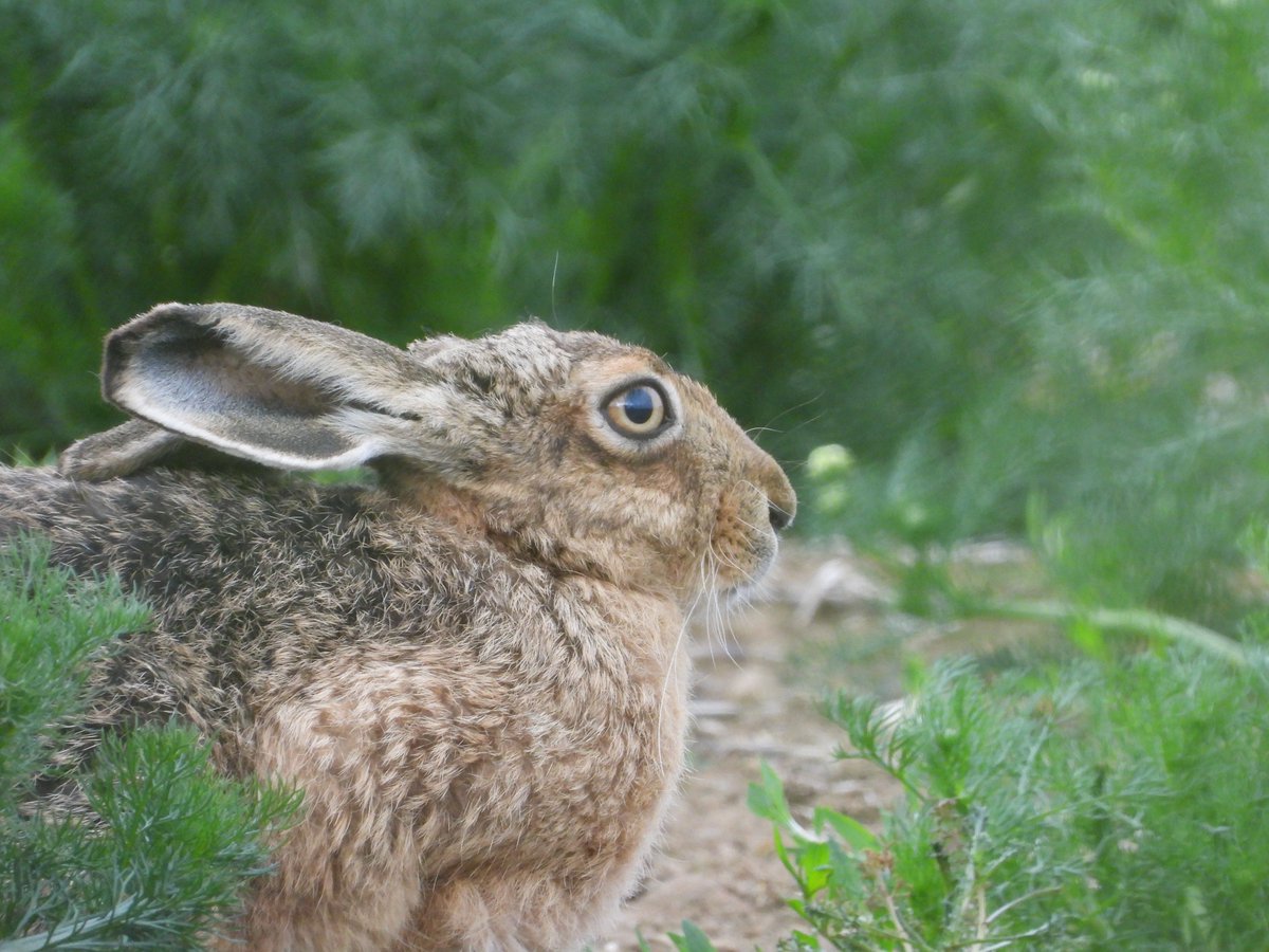 PARTRIDGE_net's tweet photo. Fact 4⃣ cont'd (1/2): During #hare surveys, we found more hares at our #DemonstrationSites vs our reference sites.  But does this mean habitats we established increased them🤔?  @petersen_fleur looks at the numbers in our latest blog🧐https://t.co/U65vUuKzcX 📸Amy Mason https://t.co/4IT0bPLpTA