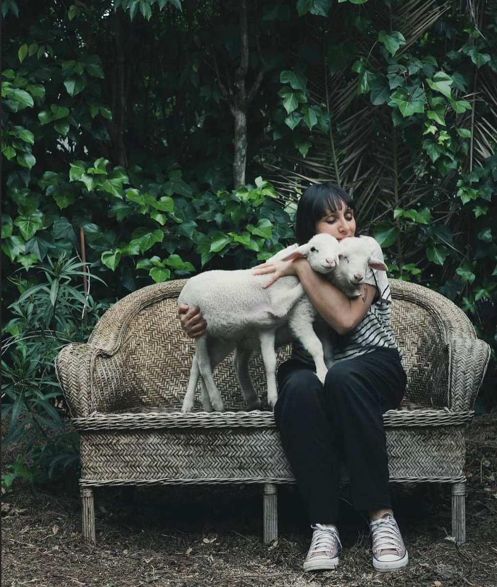 LolaMatamala's tweet photo. Había un 🐑 q se llamaba Ramón. Se llamaba pq hoy no ha superado la anestesia.
Esta monada fue rescatado en un santuario pq estaba enfermo. Allí fue feliz siendo lazarillo de Rafa.

Le conocí gracias a #EstelaDeCastro,  a #RafaDoctor y #CapitalAnimal . 

Viva Ramón! ❤️ https://t.co/QWsU4TCjer