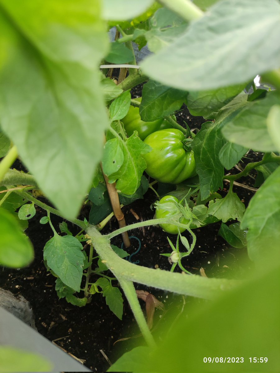 Still growing, I wonder how big these will get!