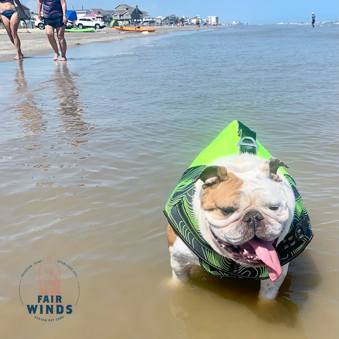 If you see a water beetle at the beach, don’t worry it’s just our Sadie. ❤️

🐾fairwinds.vet
📍6615 Stewart Rd. Suite 112
Galveston Island, TX 77550
📞832-507-9007

#galvestonisland #galvestontexas #fairwinds #fairwindsseniorpetcare #fairwindspethospice #vet #pethospice