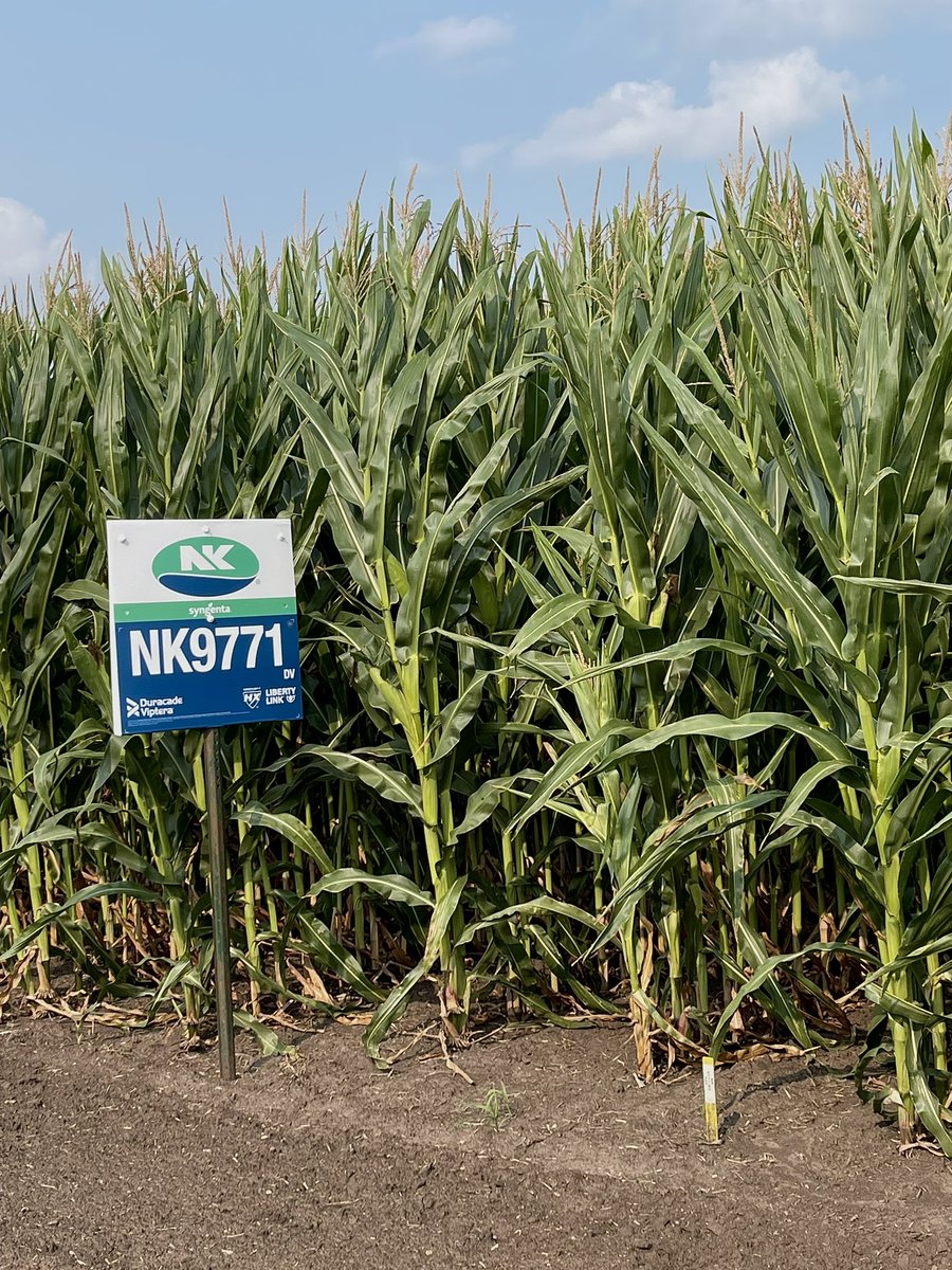 Have you heard about our NEW corn hybrid NK9771-DV? 🌽

This 97-day is an outstanding addition and a true game changer for NK. 

It is a product that pairs up with the strength of NK0007 with tremendous adaptation across soil types leading to excellent yield potential. <a href="/NKSeeds/">NK Seeds</a>
