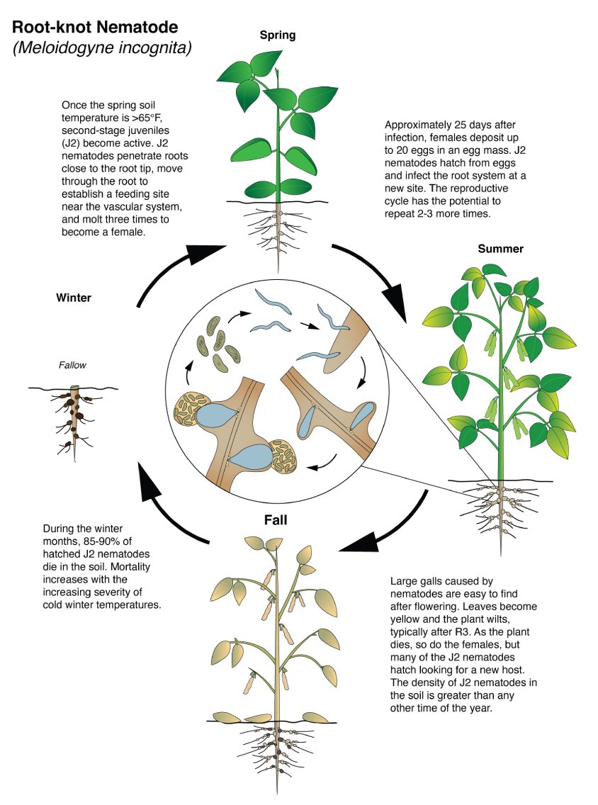 Crop Protection Network (@cropnetwork) on Twitter photo Root-knot nematode disease cycle in soybean.
This disease reduced soybean yield by 13.1 million bushels in 2022.
Extension has resources at doi.org/10.31274/cpn-2…
<a href="/travisfaske/">Travis Faske</a> <a href="/ppp_trey/">Trey Price</a> <a href="/alabamaED/">Ed Sikora</a> @arcrops <a href="/LSUNematology/">Watson Nematology Laboratory</a> <a href="/YuanZeng3/">Yuan Zeng</a> #agtwitter <a href="/baldpathologist/">Tom Allen</a> <a href="/cropdisease/">Carl Bradley</a> Root-knot nematode disease cycle in soybean.
This disease reduced soybean yield by 13.1 million bushels in 2022.
Extension has resources at doi.org/10.31274/cpn-2…
<a href="/travisfaske/">Travis Faske</a> <a href="/ppp_trey/">Trey Price</a> <a href="/alabamaED/">Ed Sikora</a> @arcrops <a href="/LSUNematology/">Watson Nematology Laboratory</a> <a href="/YuanZeng3/">Yuan Zeng</a> #agtwitter <a href="/baldpathologist/">Tom Allen</a> <a href="/cropdisease/">Carl Bradley</a>
