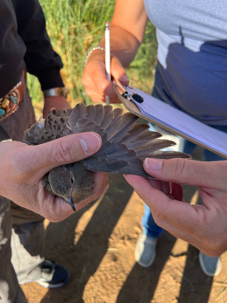 NM Game and Fish tweet media