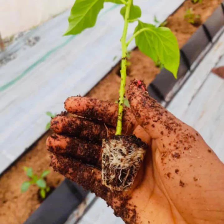 Climate change impacts food production. 
But we won't let that stop us!  hydroponics farming is our year-round solution to food security. Say
Together, we're curbing food insecurity and nourishing a brighter future.

#seasonlessgreens
#HydroponicsForChange 
#FoodSustainability'