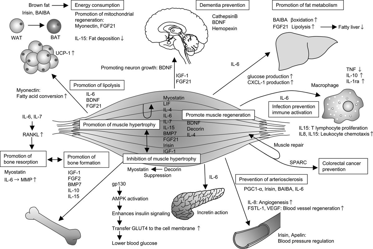 ChristophBurch's tweet photo. Review of the health-promoting effects of exercise and the involvement of myokines…
https://t.co/SMIlgzNycJ https://t.co/FkXeNM7KVh