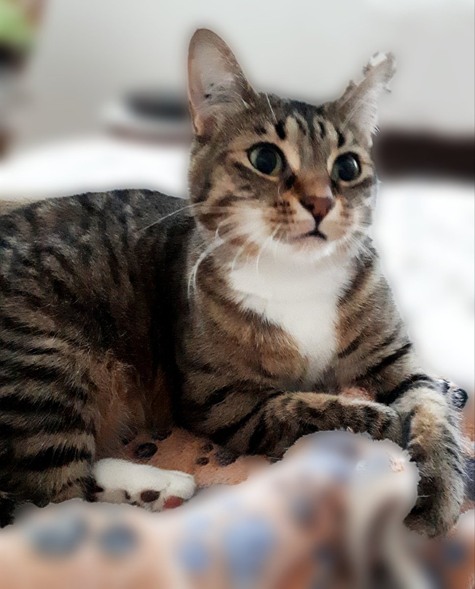 lizardcraft1960's tweet photo. Good morning furiends! Hope you're all well.  Mum has gotten over her cold which means I can get back to being my norty self.

💖💖💖😹
#WhiskersWednesday #CatsOfTwitter #CatsOfX https://t.co/v2zkfiazpY