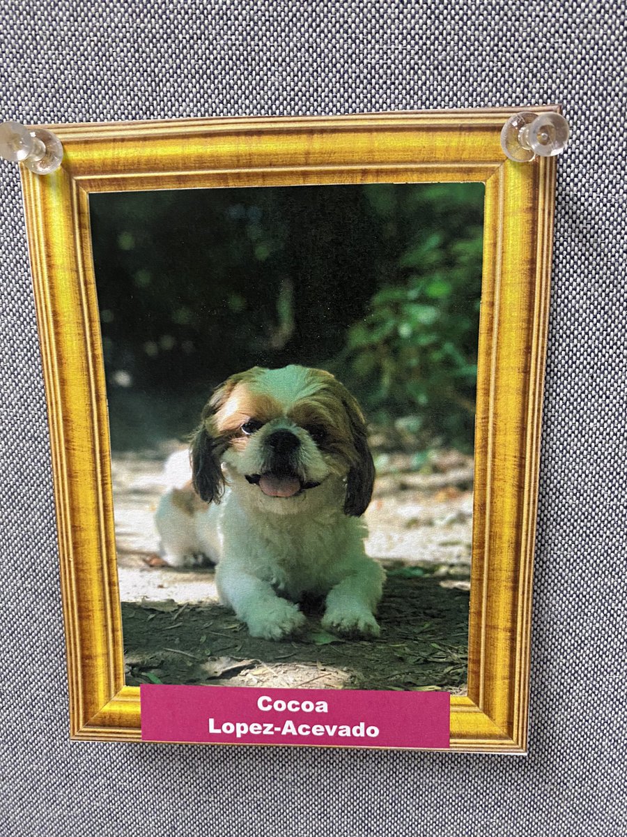 My first pet picture to decorate my cube! Thanks @TelecomMarvin for sharing a pic of adorable Cocoa. Text or email me your pet pics to fill me cube