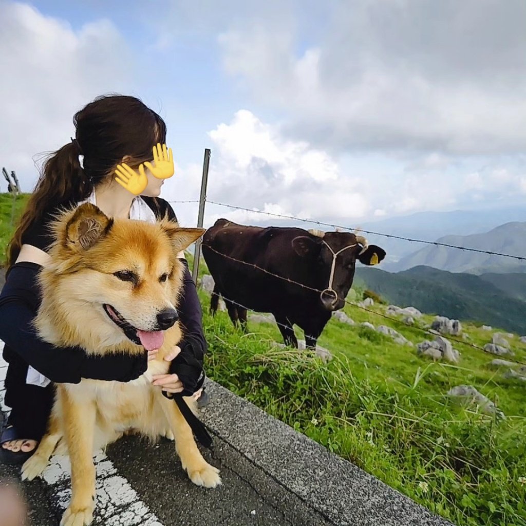 牛さんに注目されながら