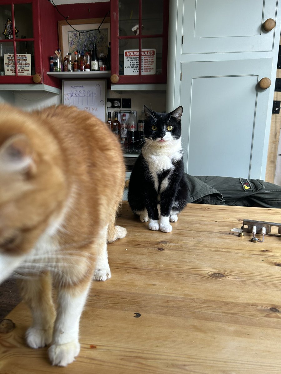 yeosushi's tweet photo. ohh noo happy late international cat day 🐾 https://t.co/e5yH5l3dgI