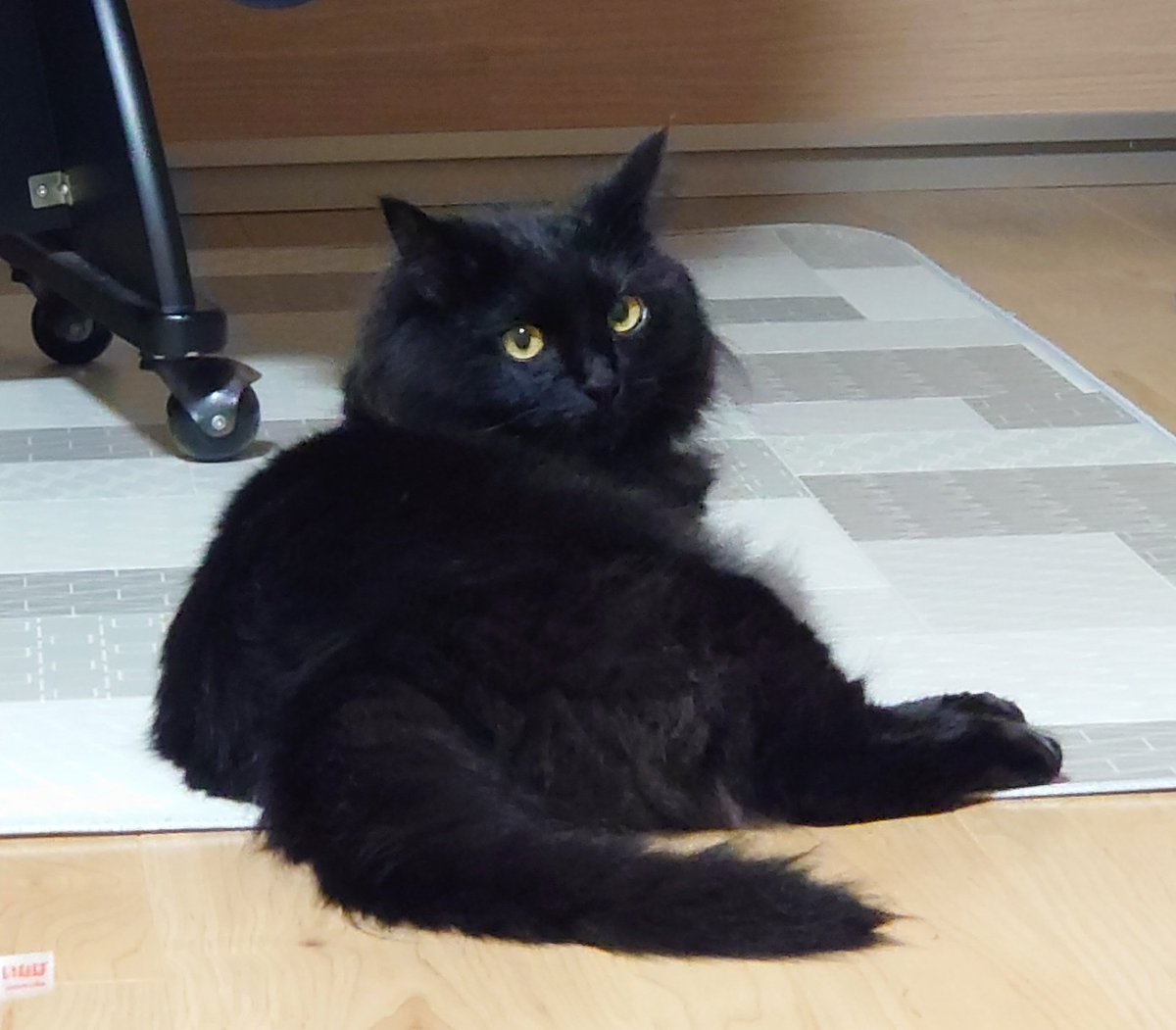 今日の黒猫ささみさん