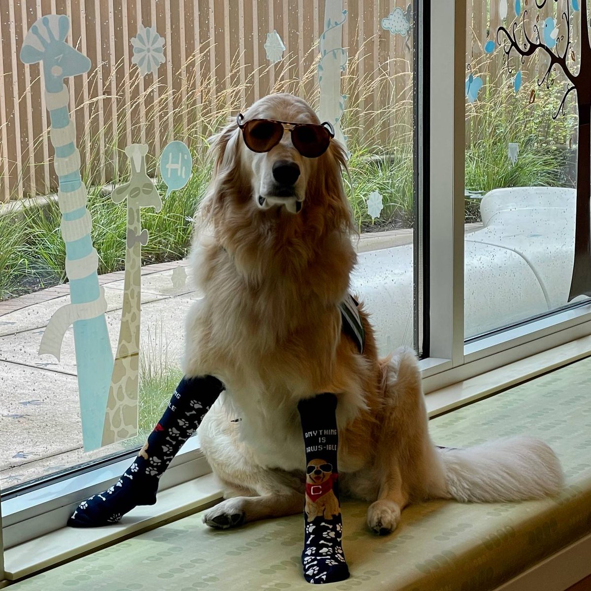 In the Spotlight: Do you love soft socks and furry friends? Learn how you can support our Facility Dog Program, which helps our patients get emotional support from trained therapy dogs, with a pair of socks: local12.com/news/local/cin…. via @Local12