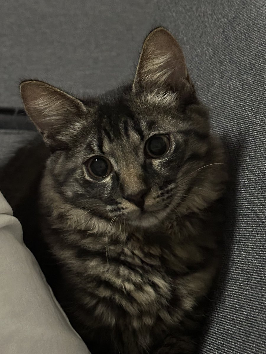 ca_i0618 tweet media