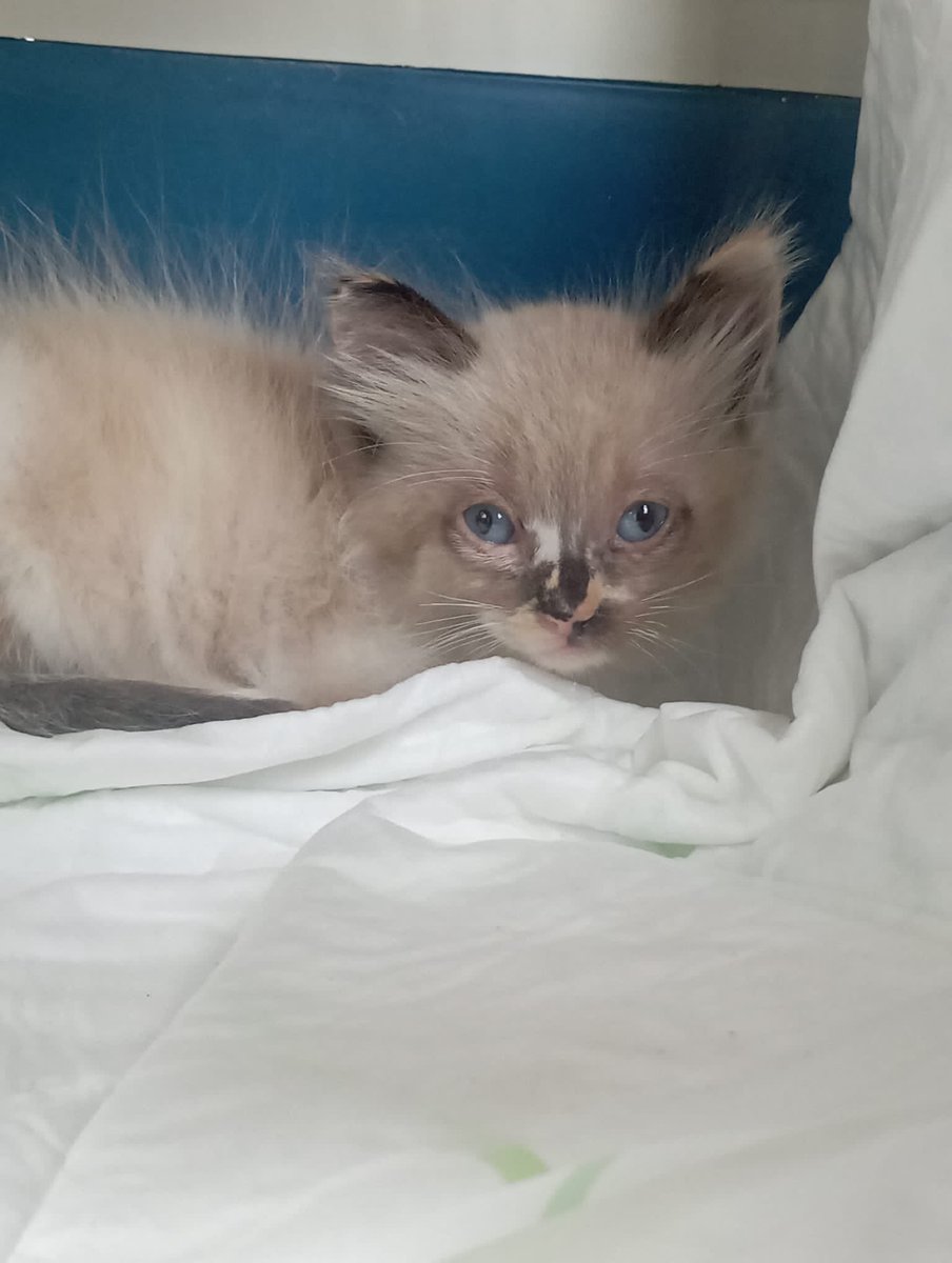 laumartin197's tweet photo. Esta gatita bebé busca familia en Gáldar, Gran Canaria. Porfi compartan 🥹💜 @NayaraGodoy6 https://t.co/KsFMux72Um