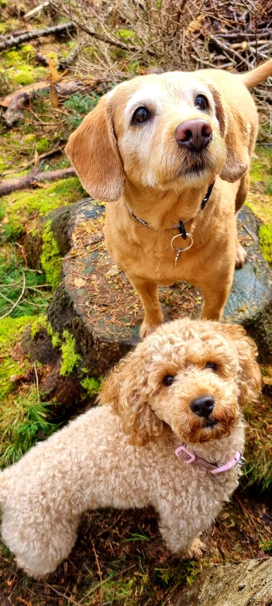 <a href="/AldiUK/">Aldi Stores UK</a> Lucy, Golden Straight-Haid Labradoodle, Medium Dog

Winnie, Minature Poodle, Small Dog 

The most photogenic doggos, very gentle and great personalities!!! 

#EarlsPooches