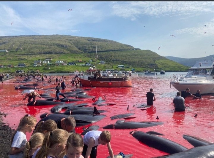janischshane's tweet photo. #StopTheGrind
#StopTheKillings
#SaveOurSeas
#ClimateCrisis
#BioderverstyCrisis
#FaroeIslands
#DontBuyFaroeFish
#NoCruizeship
#SuspendTrade
#DontVisitFaroe
#NoMoreHunts
#SaveOurwhales
Unnecessary past hunt in so many ways.
Credits captain Paul foundation UK. https://t.co/32oQAdCHPJ