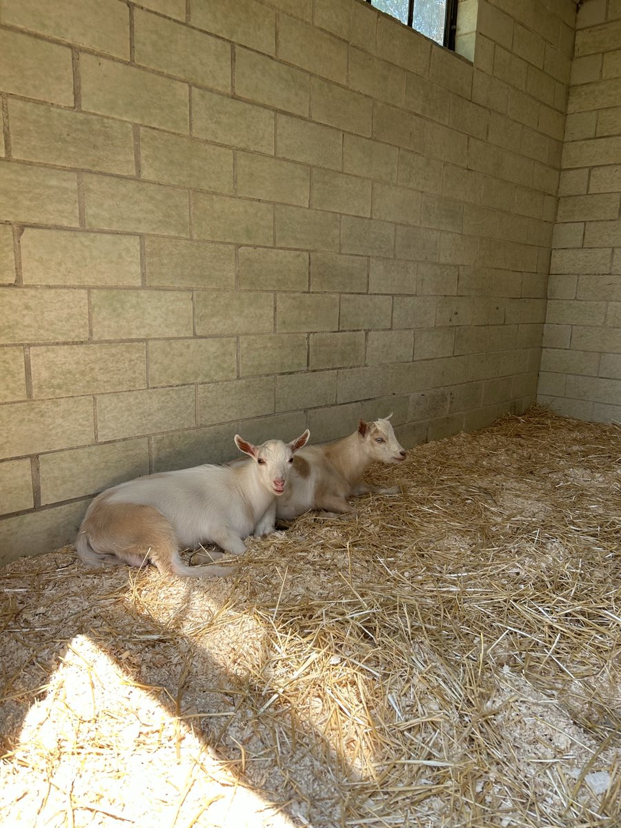 On the farm: Check out the Family Recovery Court's Partnership with Hope Recovery Community; reducing the need for repeated court interventions, addressing chemical dependency issues, empower families. Read more here: conta.cc/3YsrgKo