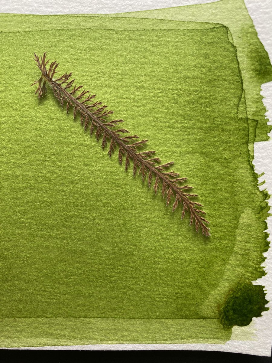 Lindseyeleven2's tweet image. #Anthotype #Workshop for #Families
Thursday 17 August, 1-3pm, Apron Community Garden #ShorehambySea £10 per child
Join #Photographic Artist Lindsey Smith to create a plant-based photographic print. For more details and booking information:
…orkshop-for-families.eventbrite.co.uk/?aff=oddtdtcre…