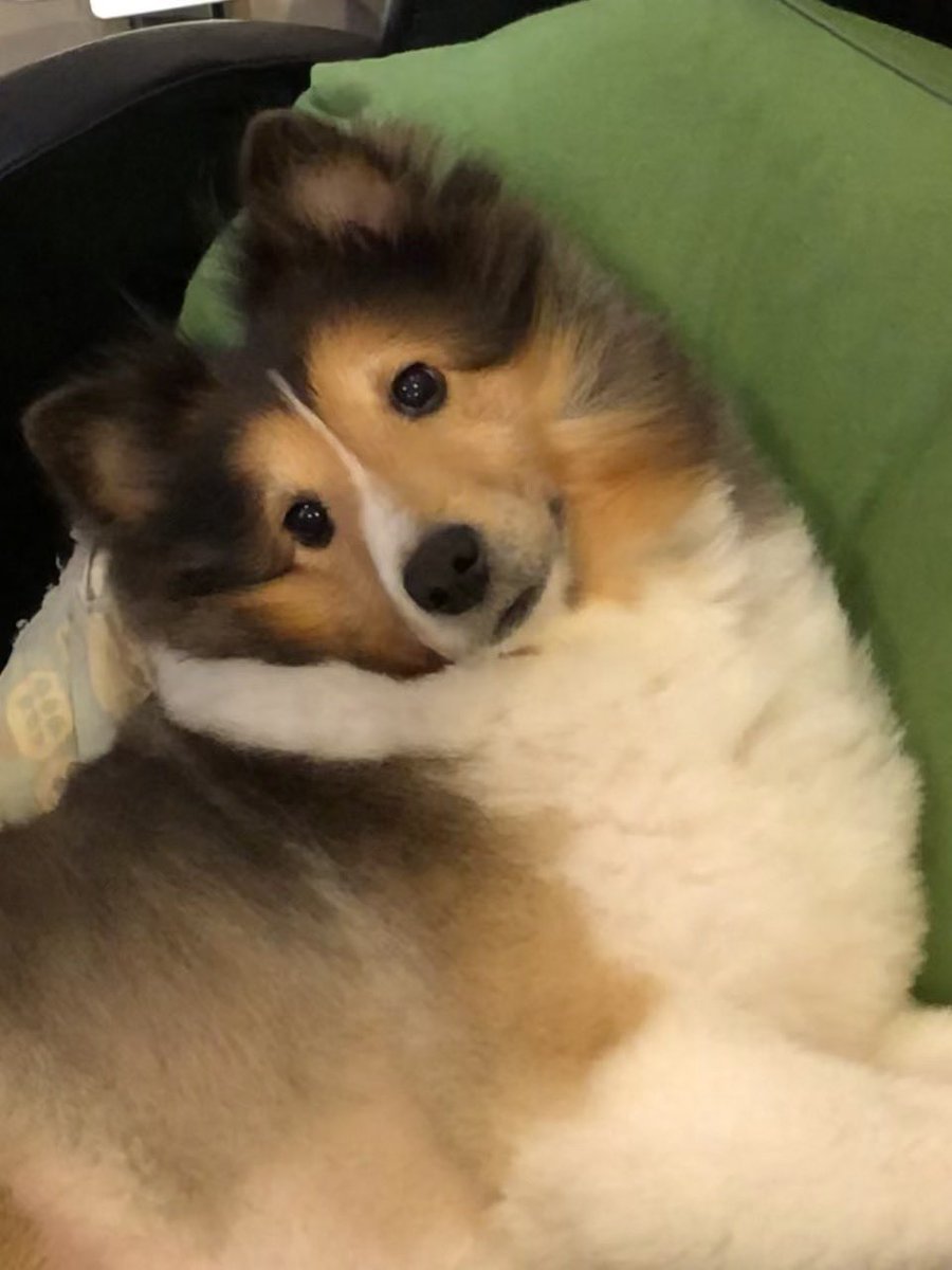 お誕生日おめでとう🎉
お空で元気にしてるかな⁇
会いたいなぁ。。
#お空組 
#シェルティ