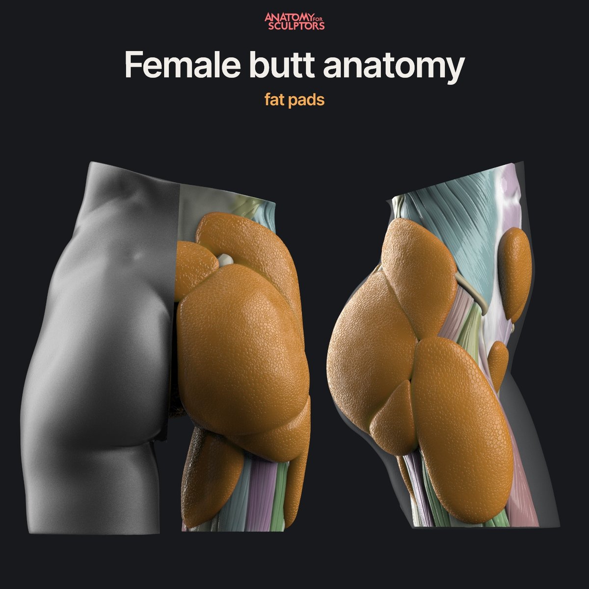 Anatomy For Sculptors on X: Fat, not muscle, makes female hips