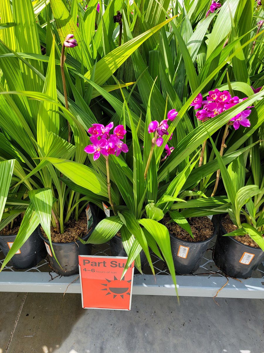 Gary Murphy tweet media