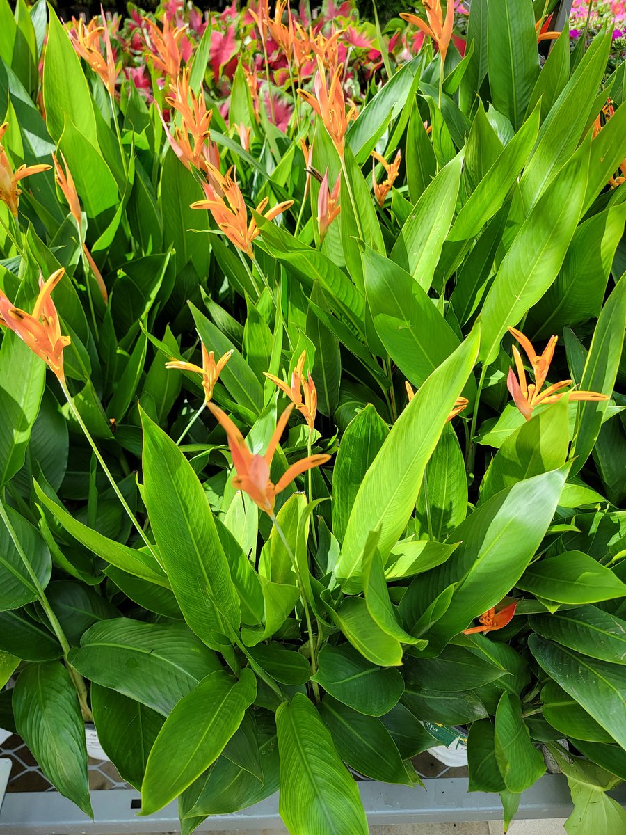 Gary Murphy tweet media