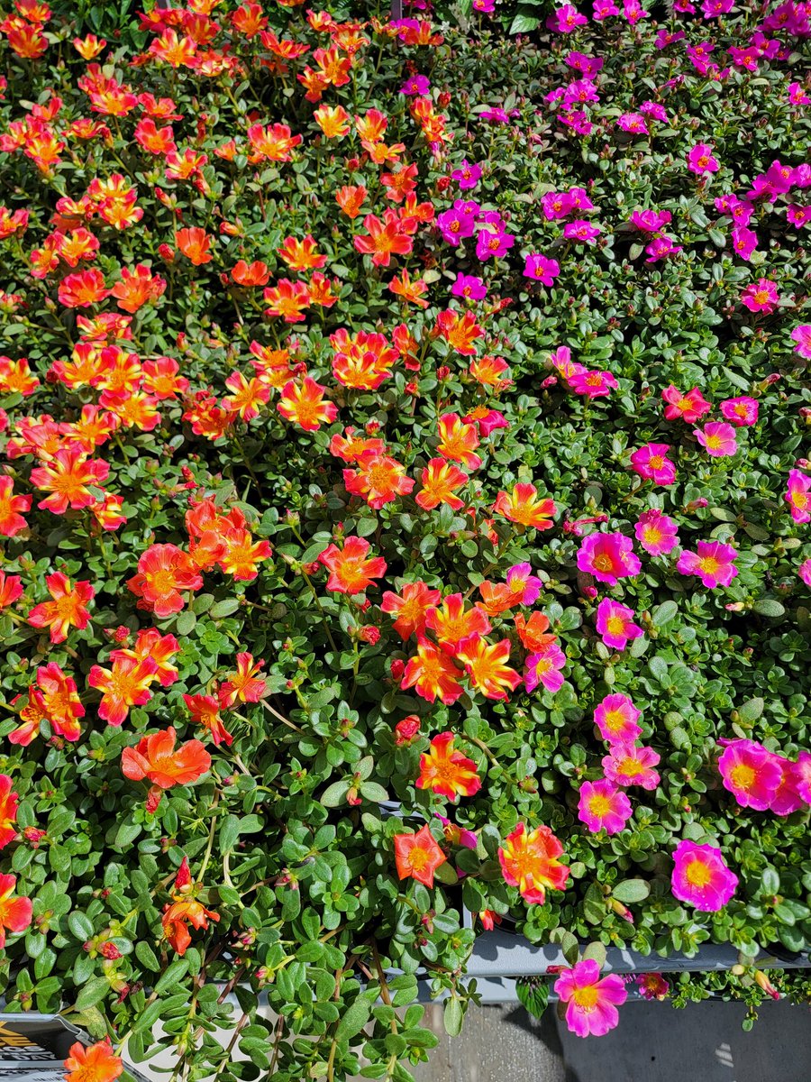 Gary Murphy tweet media