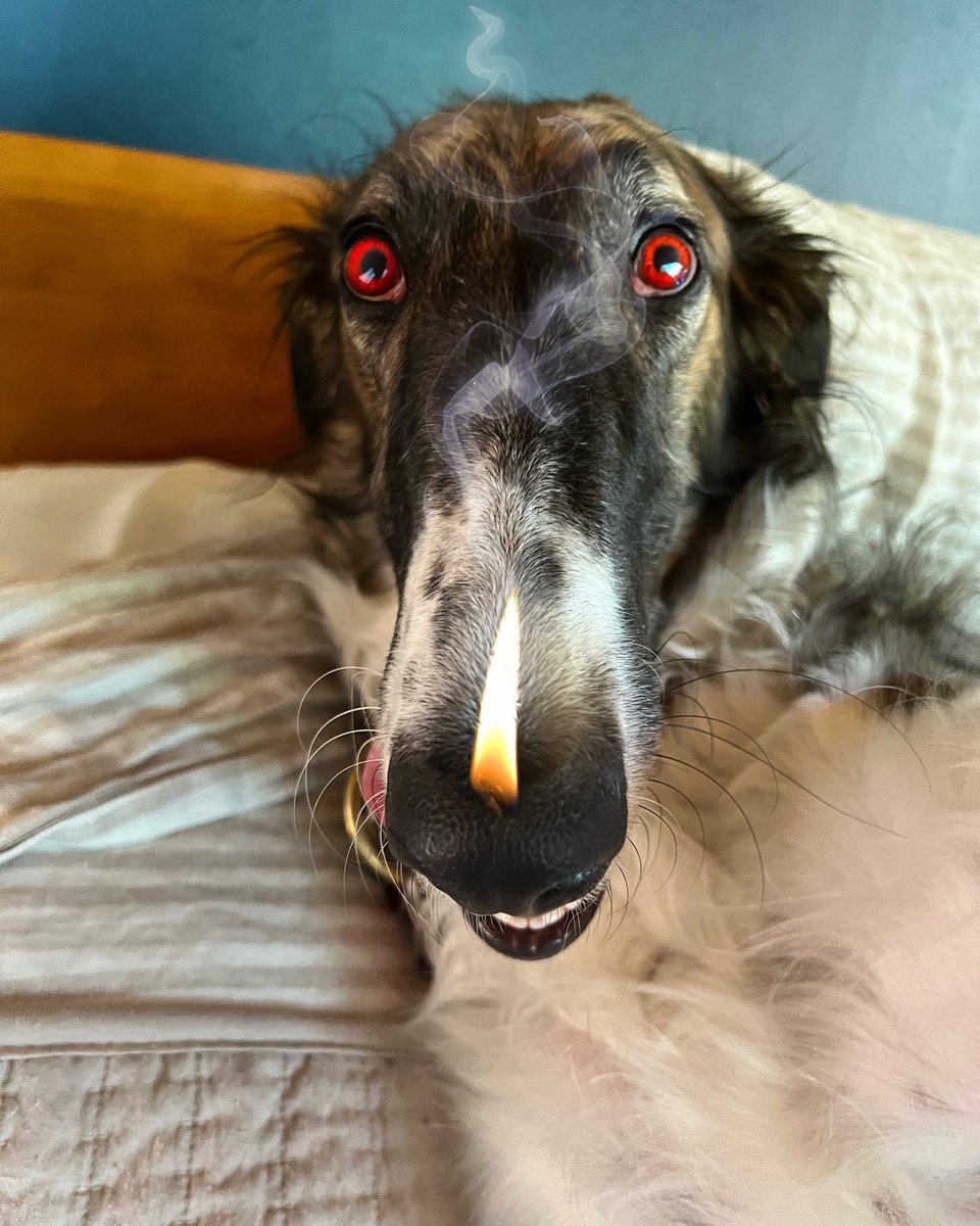 LAVA ZOIRGLES have been a popular familiar amongst magical and non-magical families since the late 1950’s, mostly because of the savings on heating bills. #borzoi