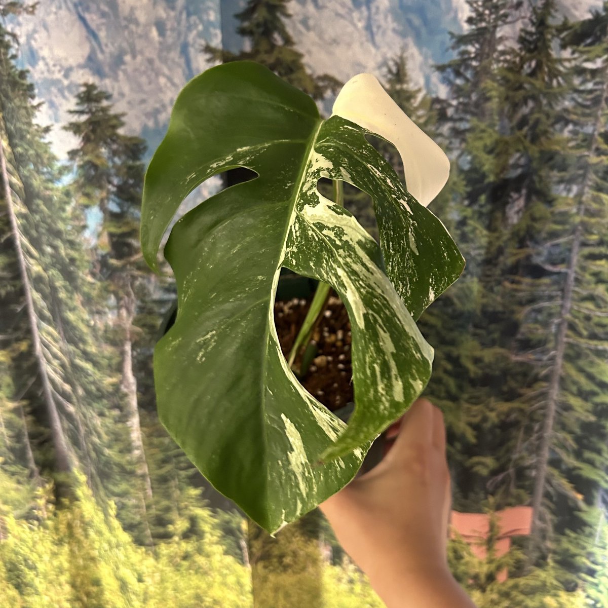 그 짧은 일주일의 근황 
알보를 샀어요