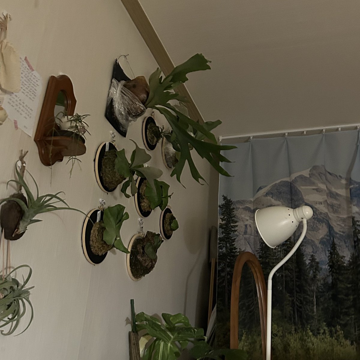 박쥐란을 죄다 쫒아냈어요