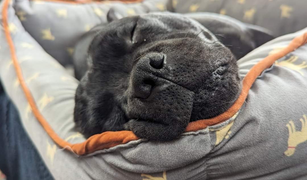 My human team are away so I'm having a little holiday with the <a href="/WoofPackPorts/">TheWoofPack</a>