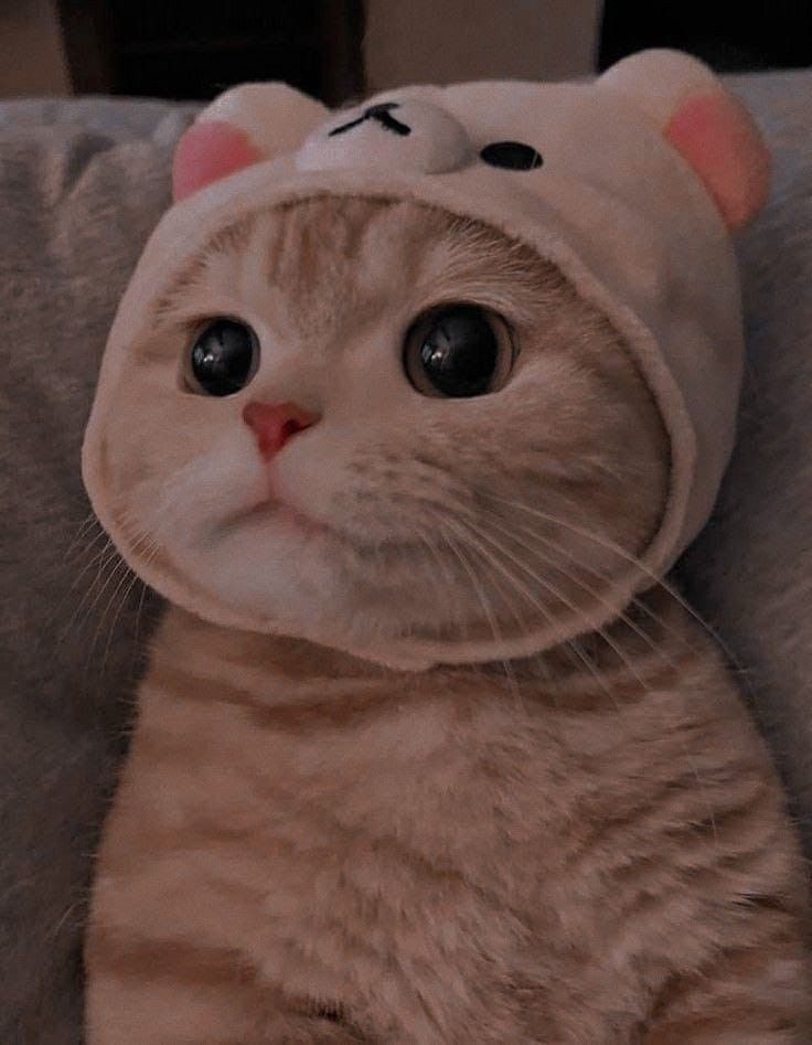 #اليوم_العالمي_للقطط
أضعف قدامهم 😭❤️❤️.