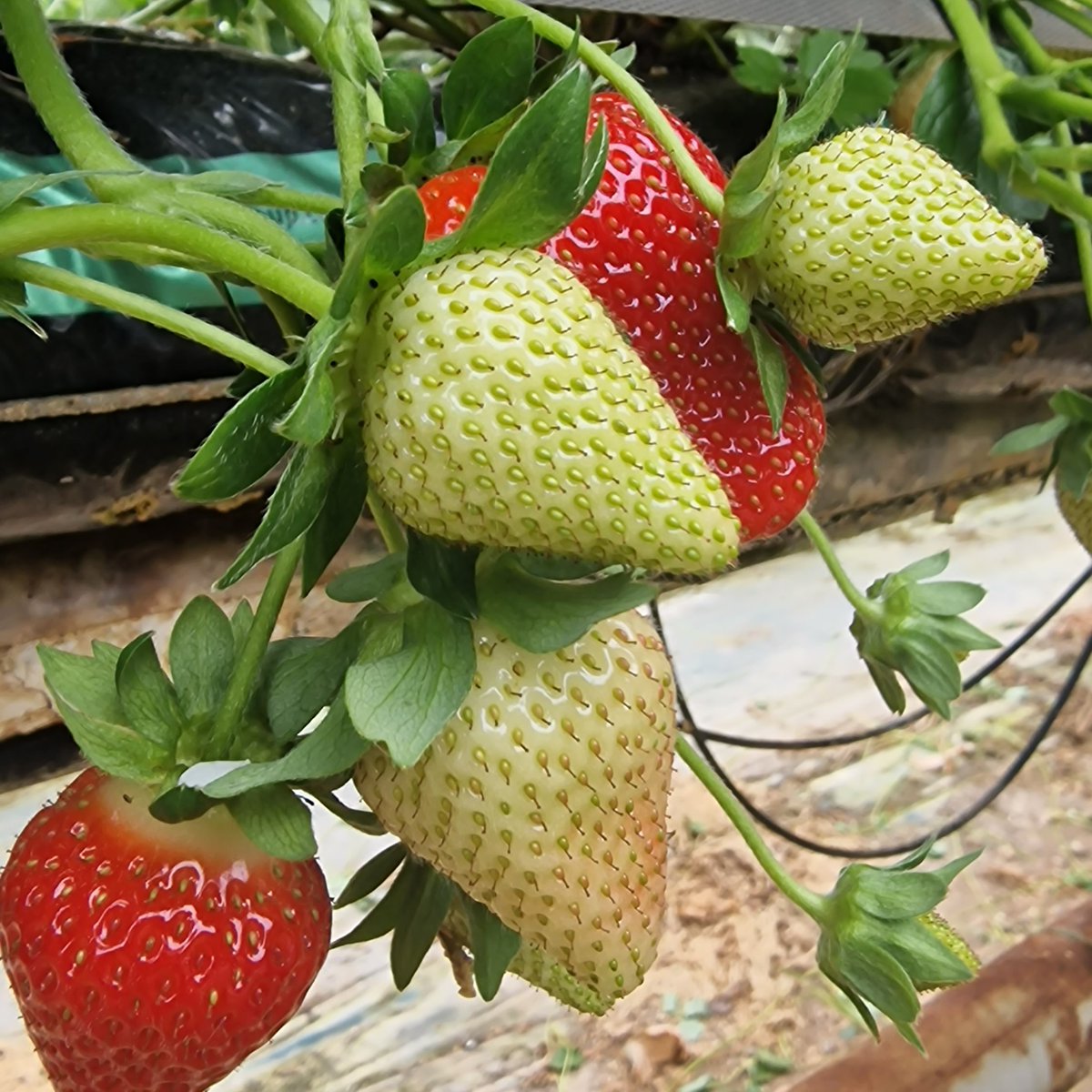 EATS Project tweet media