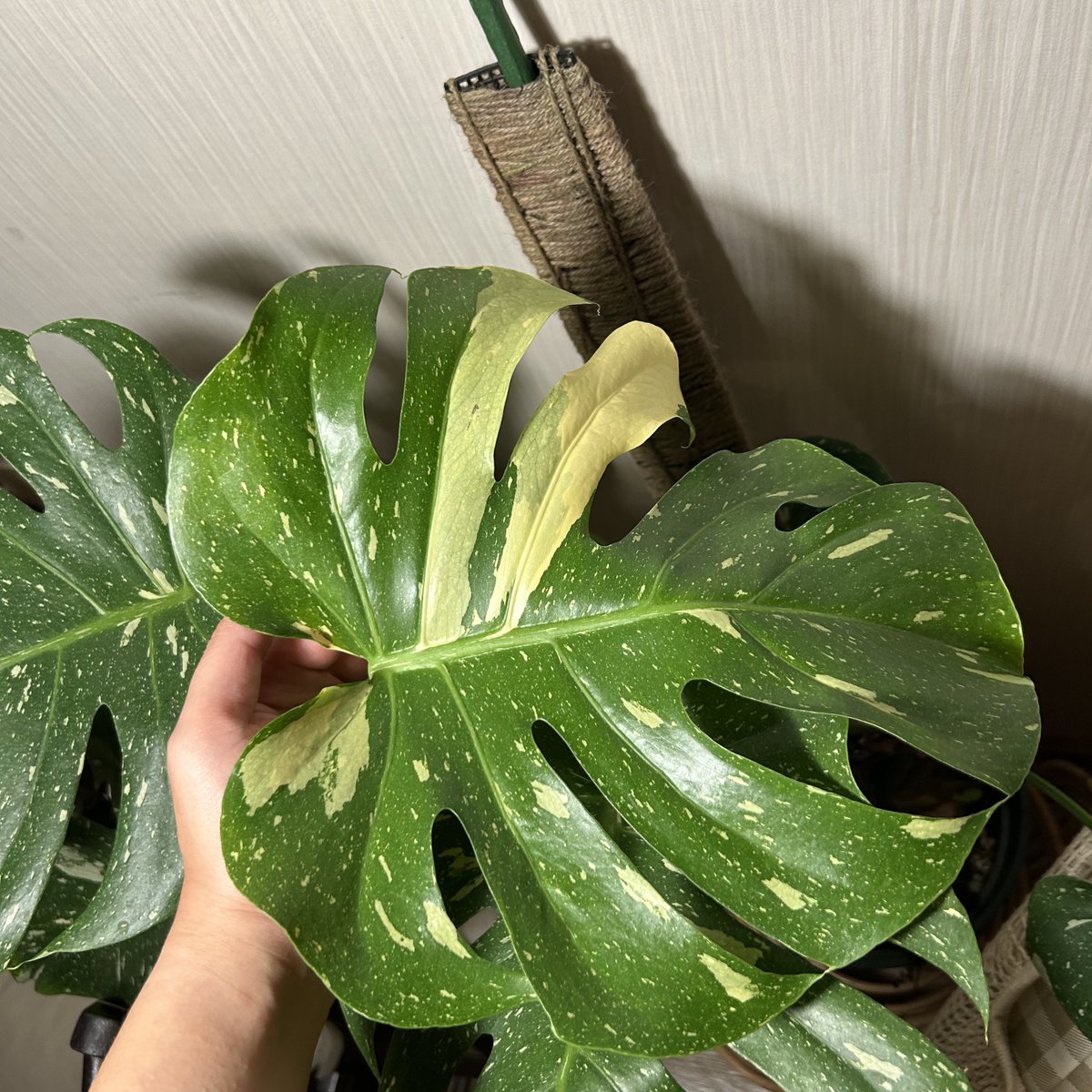 무늬몬스테라가 찢잎이 이쁘게 났어요