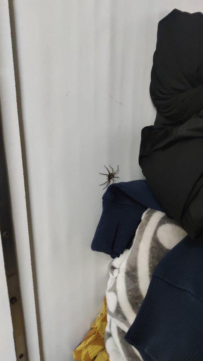 Time to die or be a Spider-Man