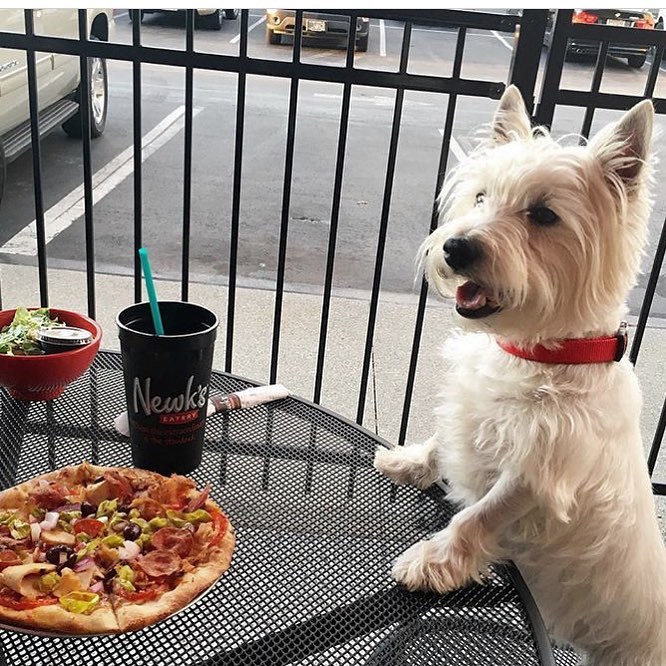 Newks's tweet image. Are you having a “ruff” week? We’re here waiting with your favorite tea and pizza.
📸: @poochtree