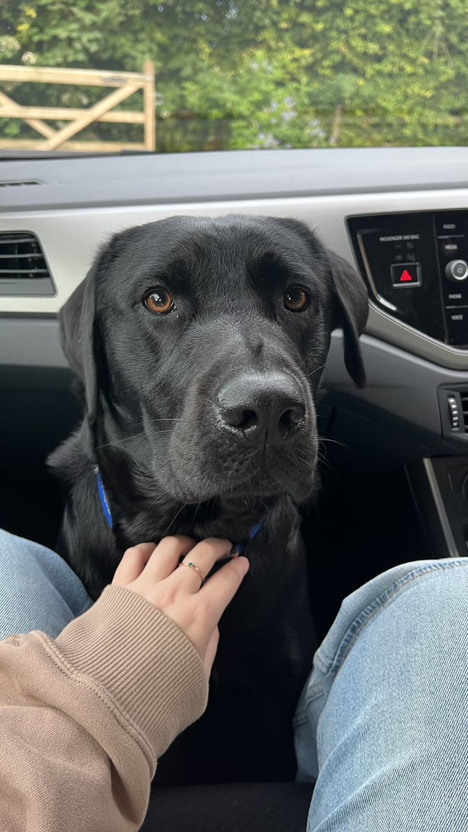 GeorgiaPontin's tweet photo. @gavhobbs @AldiUK Flinn looks just like my puppy Bertie! https://t.co/N26YFhat2G