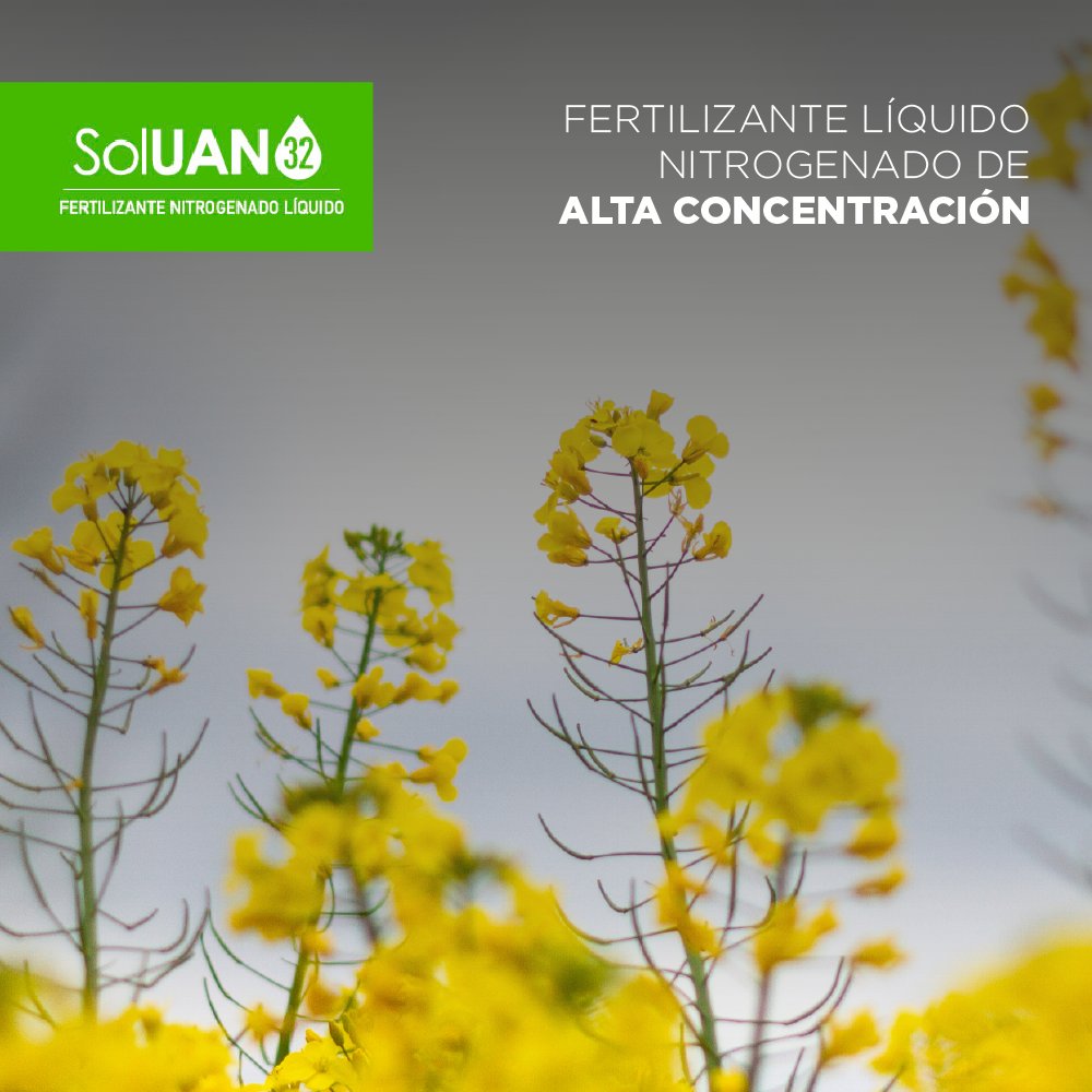 📲 Contacta a nuestros consultores técnicos para asesorarte sobre nuestro fertilizante líquido nitrogenado #Soluan, con el que lograrás una fácil y homogénea aplicación, ¡obteniendo resultados sorprendentes!.

¡No esperes más y superemos resultados juntos! 📈
#NutrienCL